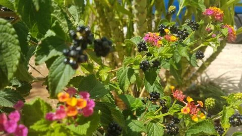 Blackberry Stock Photos