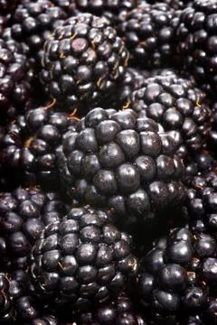Blackberry Stock Photos