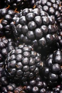 Blackberry Stock Photos