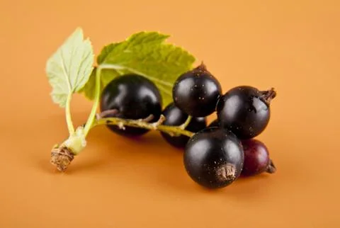 Blackberry Stock Photos