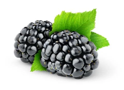 Blackberry Stock Photos