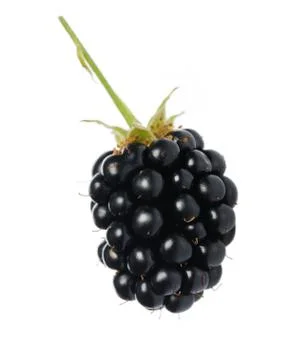 Blackberry Stock Photos