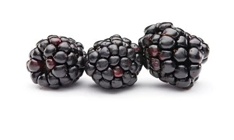 Blackberry Stock Photos