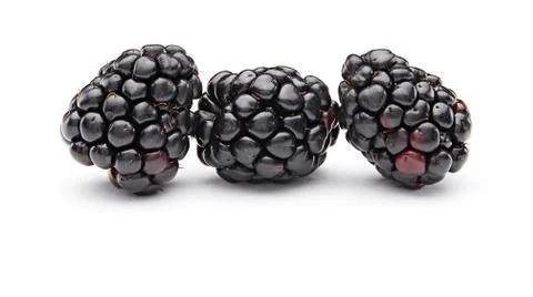 Blackberry Stock Photos