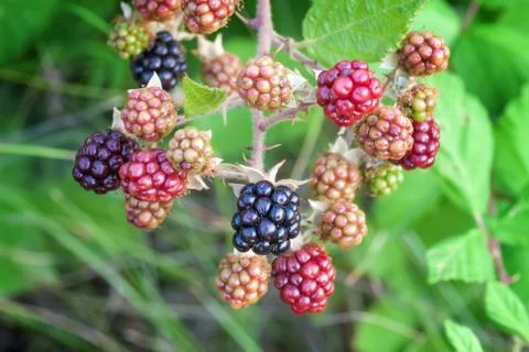 Blackberry Stock-Fotos