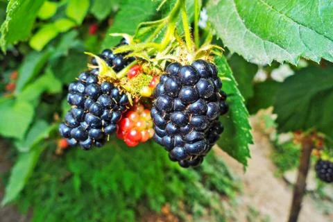 Blackberry Stock Photos