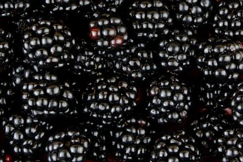 Blackberry Stock Photos