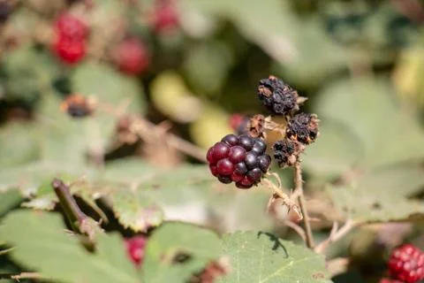 Blackberry Stock Photos