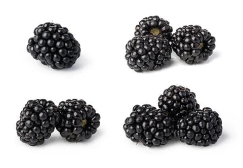 Blackberry Stock Photos