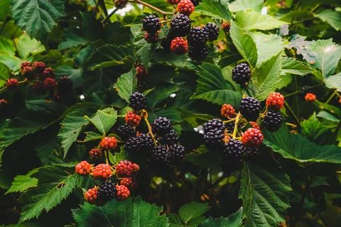 Blackberry Stock Photos