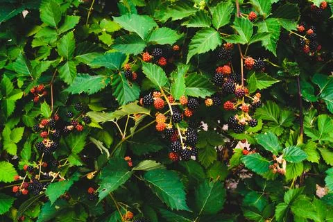 Blackberry Stock Photos