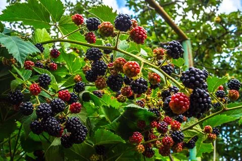 Blackberry Stock-Fotos