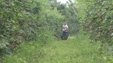 Blackberry picker Stock-Footage 41128332