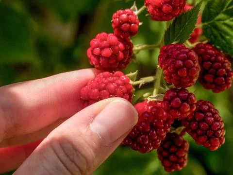 Blackberry Picking Stock Photos