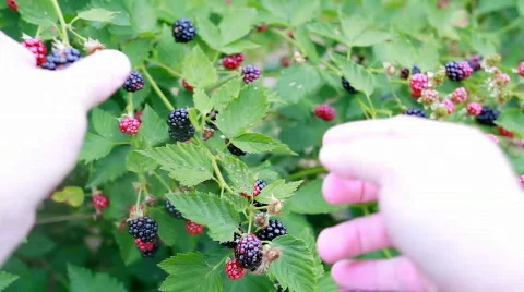 Blackberry picking POV Video stock 829887