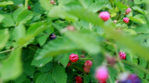 Blackberry picking POV Video stock 829931