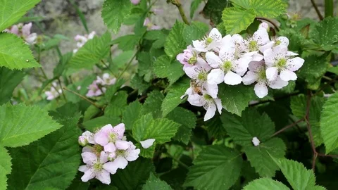 Blackberry plant Stock Footage 74628304