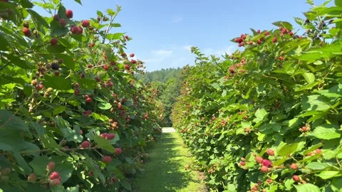 Blackberry plantations Stock Footage 247526306