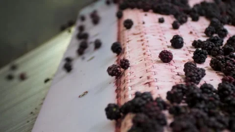 Blackberry processing on a conveyor belt. Frozen Blackberry. Stock Footage 279996648