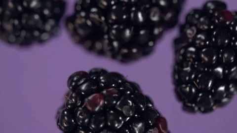 Blackberry on purple background macro Video stock 150479488