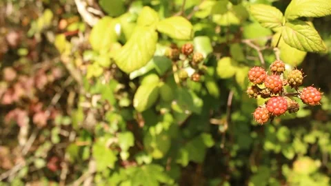 Blackberry ripening blowing in wind focus pull Stock Footage 224941502