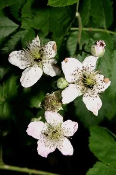 Blackberry (rubus) 스톡 사진