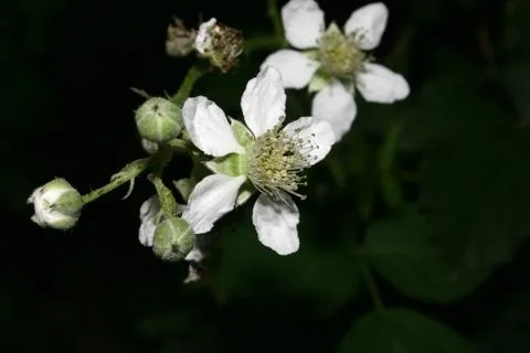 Blackberry (rubus) Stock Photos