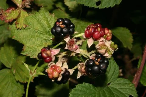 Blackberry (rubus) Stock Photos