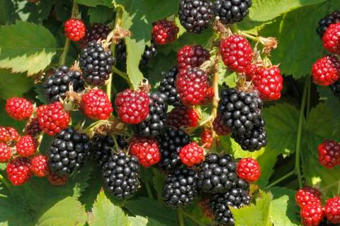Blackberry (rubus sectio rubus) Stock Photos