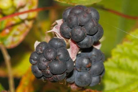 Blackberry (rubus sectio rubus) Stock Photos