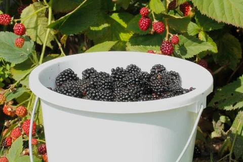 Blackberry (rubus sectio rubus) Stock Photos