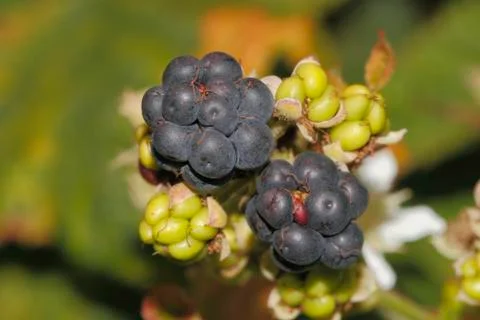 Blackberry (rubus sectio rubus) Stock Photos