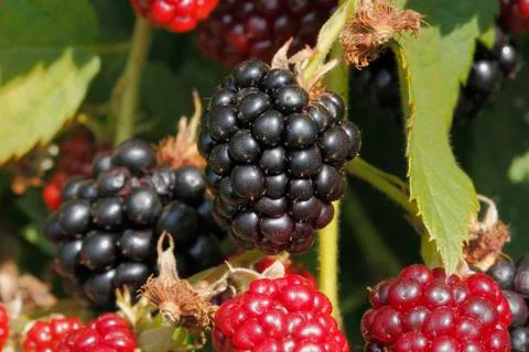 Blackberry (rubus sectio rubus) Stock Photos