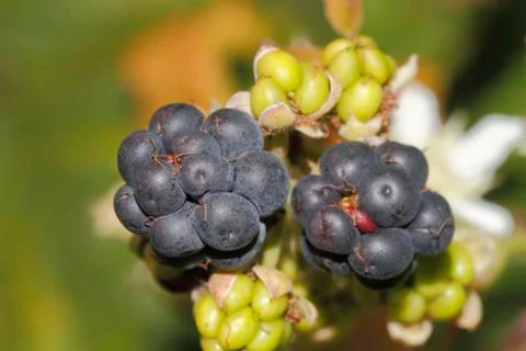 Blackberry (rubus sectio rubus) Stock Photos