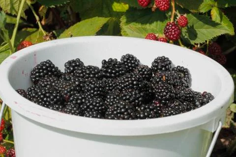 Blackberry (rubus sectio rubus) Foto stock