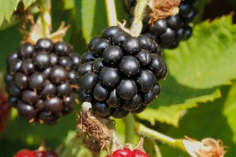 Blackberry (rubus sectio rubus) Stock Photos