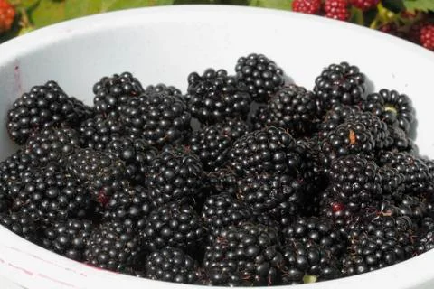 Blackberry (rubus sectio rubus) Stock Photos
