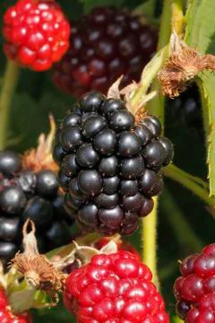 Blackberry (rubus sectio rubus) Stock Photos