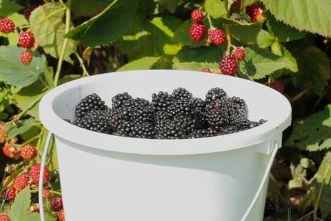 Blackberry (rubus sectio rubus) Stock Photos