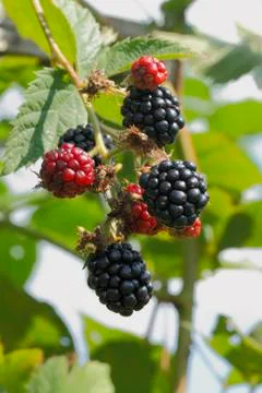 Blackberry (rubus sectio rubus) Stock Photos