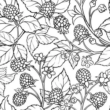 Blackberry seamless pattern Illustrazione stock