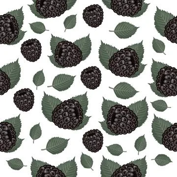 Blackberry seamless pattern on white background Stock Illustration
