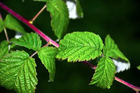 Blackberry sheet Stock Photos