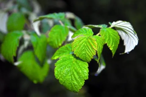 Blackberry sheet Stock Photos