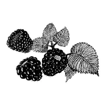 Blackberry sketch Stock Illustration