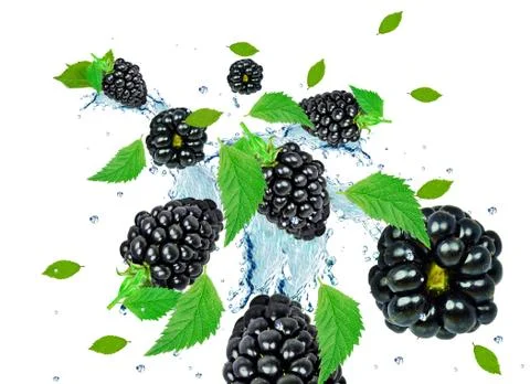 Blackberry splash Stock Photos