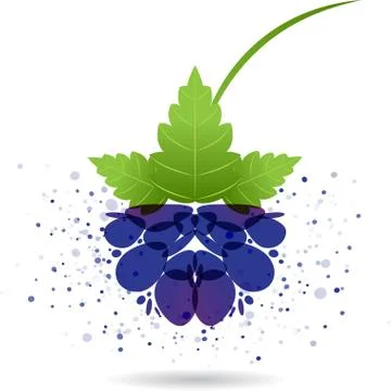 Blackberry splash vector Stock Illustration