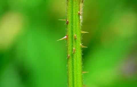 Blackberry thorns macro Stock Photos