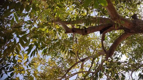 Blackberry tree branches low angle view Stock Photos