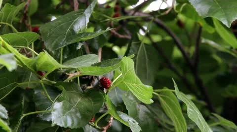 Blackberry tree Stock-Footage 10887415